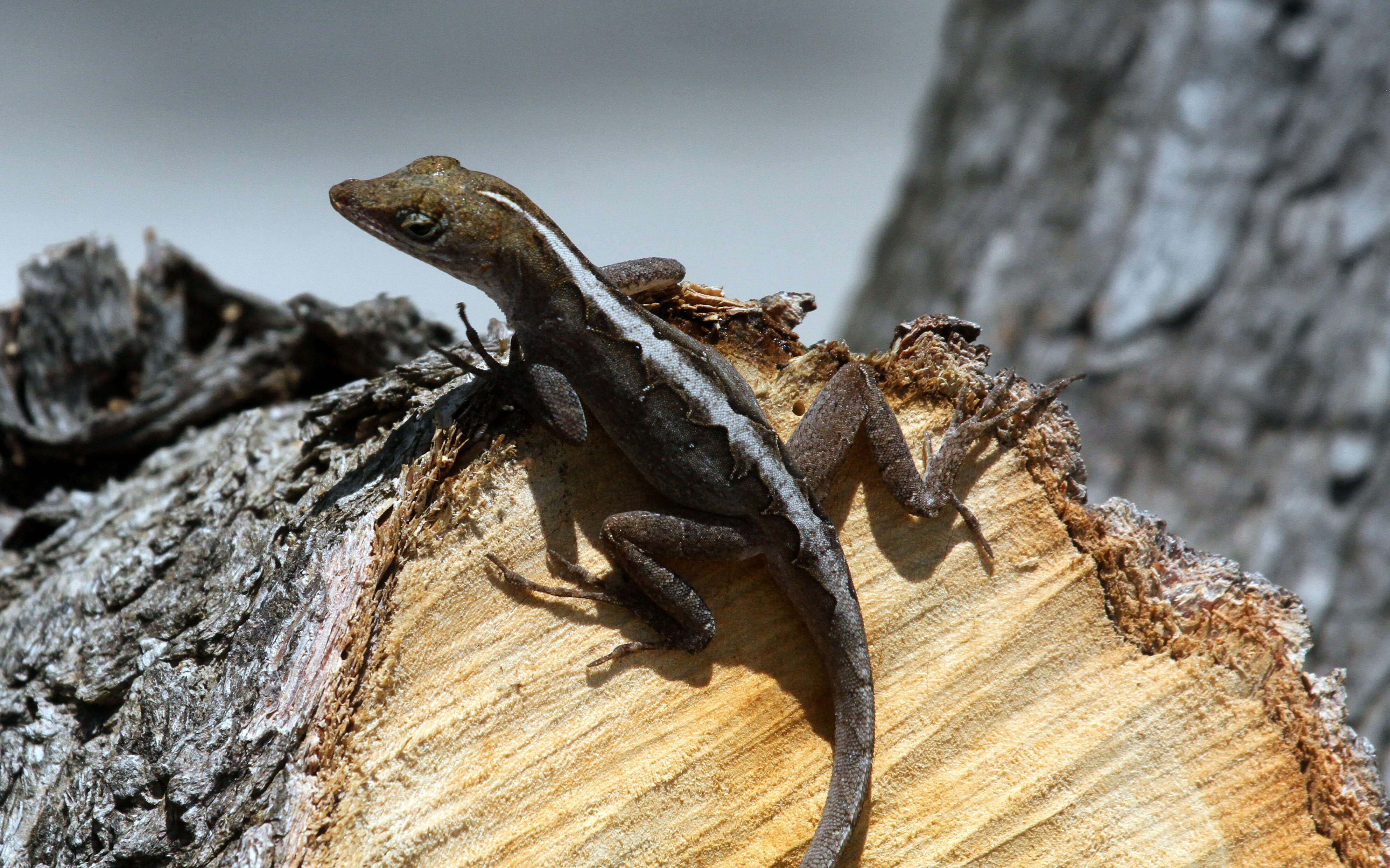 Image of Bahaman brown anole