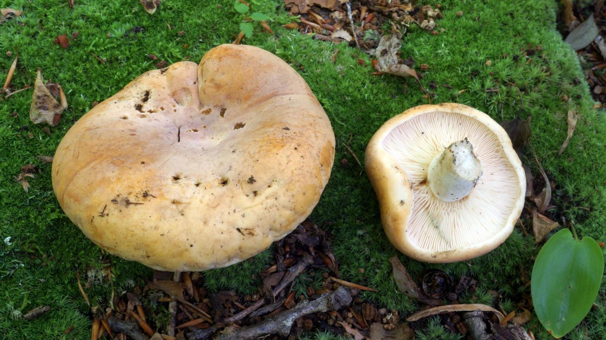 Image of Lactifluus allardii (Coker) De Crop 2012