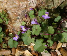 Image of Ivy-leaved Toadflax