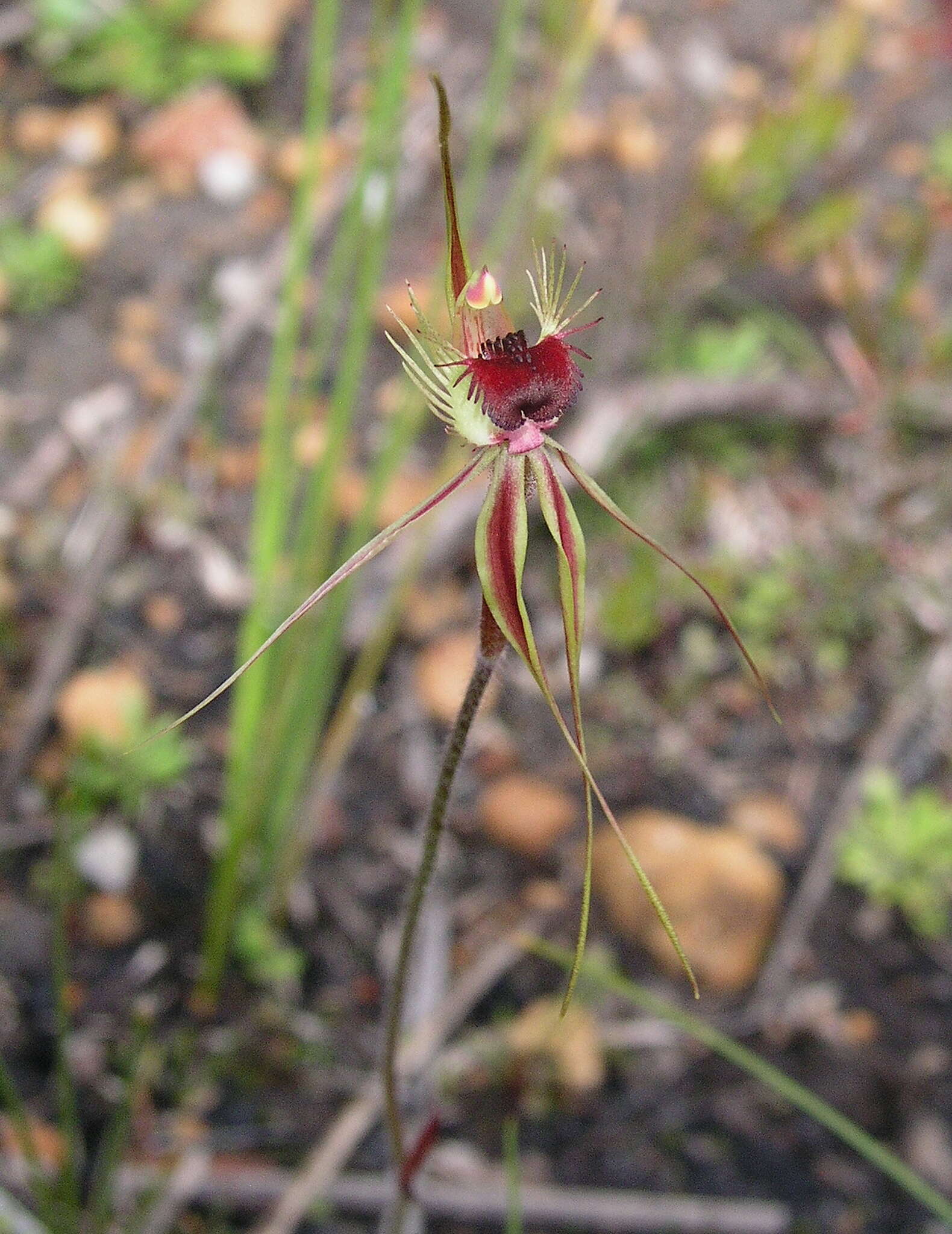 Image of Ray spider orchid