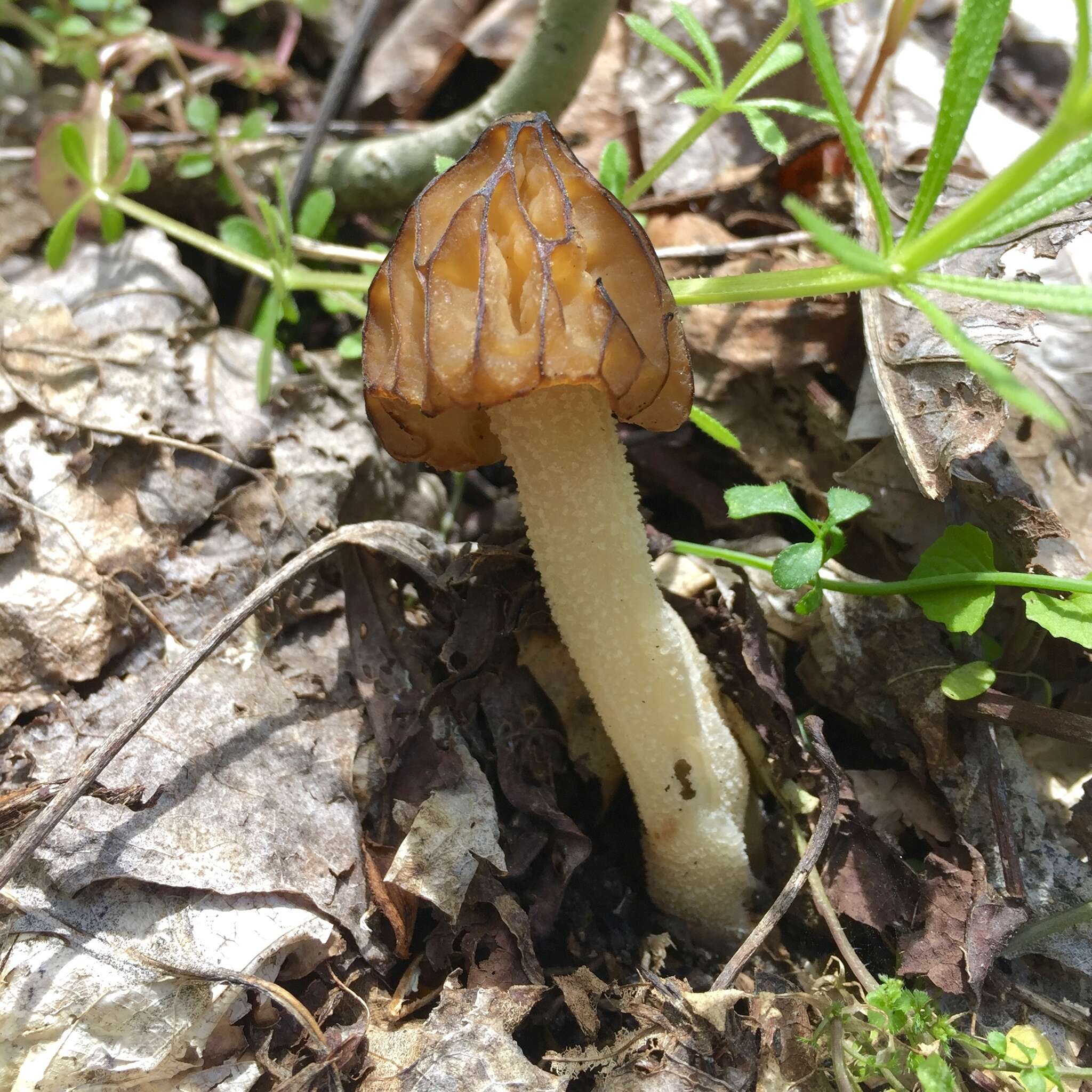 Image of Morchella punctipes Peck 1903