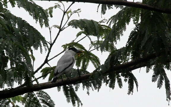 Image of Black-crowned Tityra