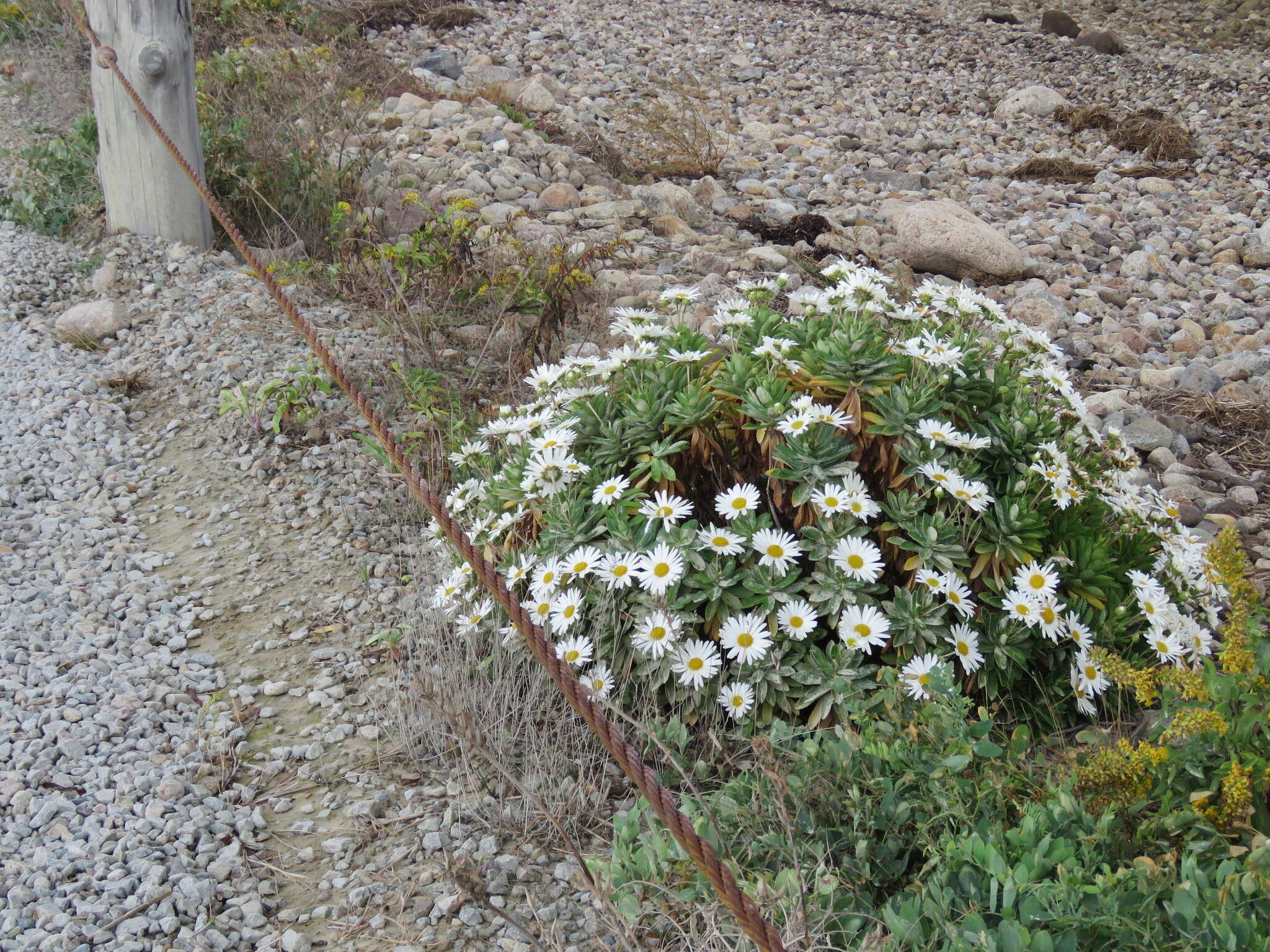 Image of Nippon daisy