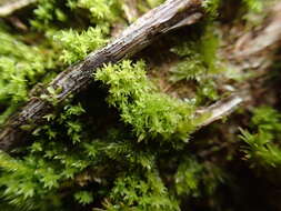 Image of zygodon moss