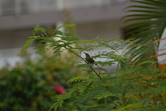 Image of Dark-brown Honeyeater