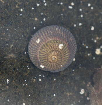 Image of Steromphala cineraria (Linnaeus 1758)