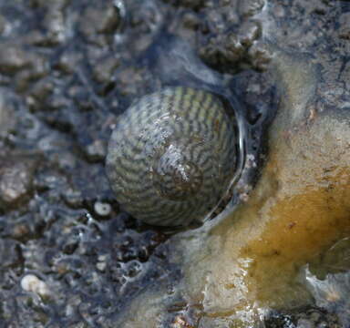 Image of Steromphala cineraria (Linnaeus 1758)