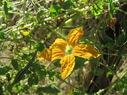 Image of Momordica humilis (Cogn.) C. Jeffrey