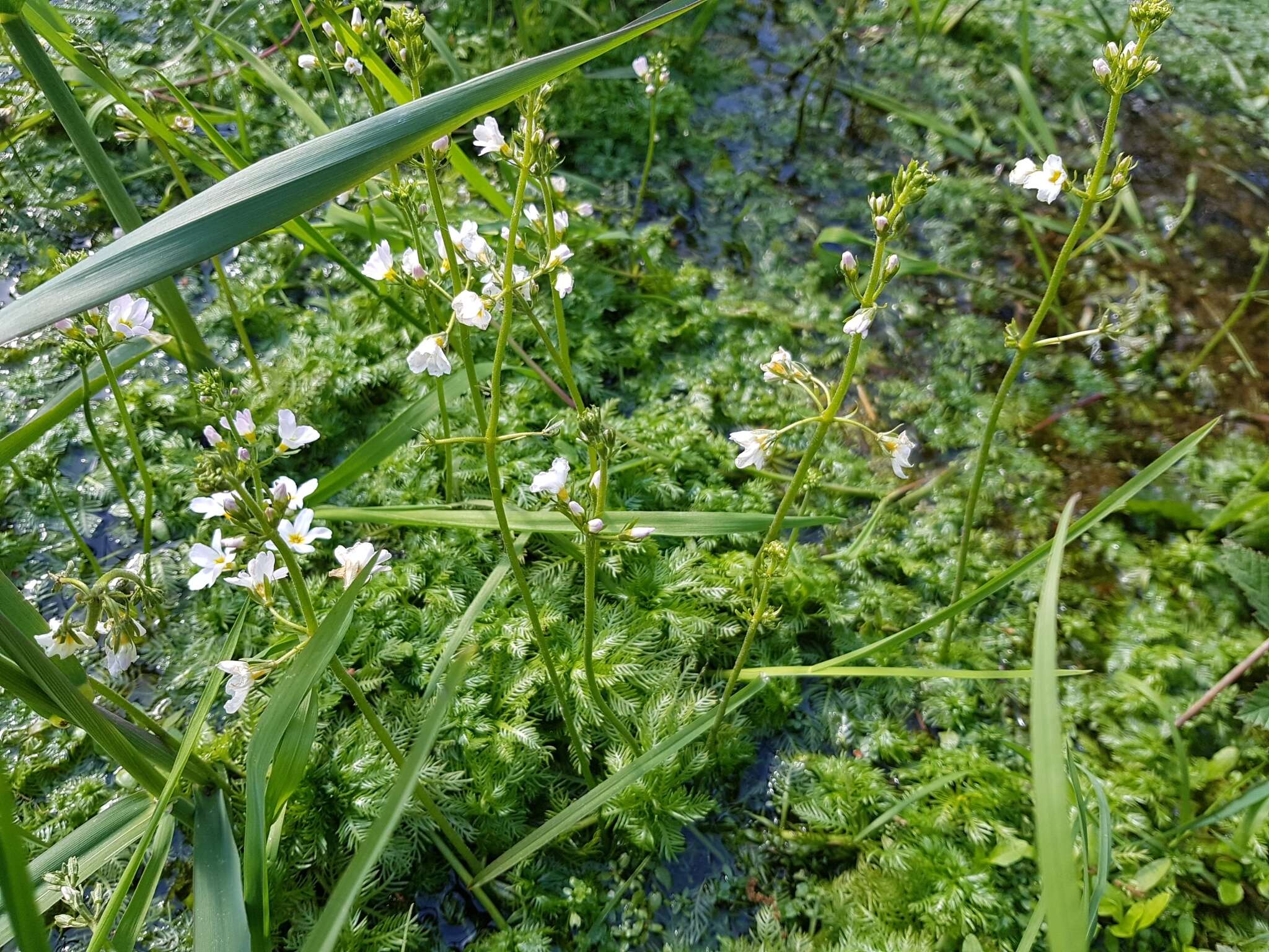 Image of Featherfoil