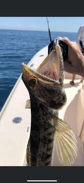 Image of Inshore Lizardfish