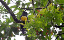 صورة Trogon melanocephalus Gould 1836