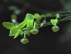 صورة Vaccinium parvifolium Sm.