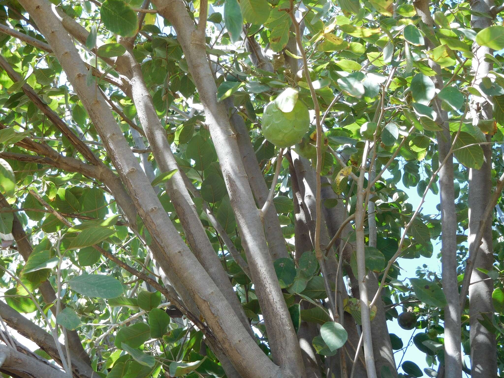 Plancia ëd Annona cherimola Mill.