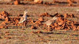 Charadrius veredus Gould 1848 resmi