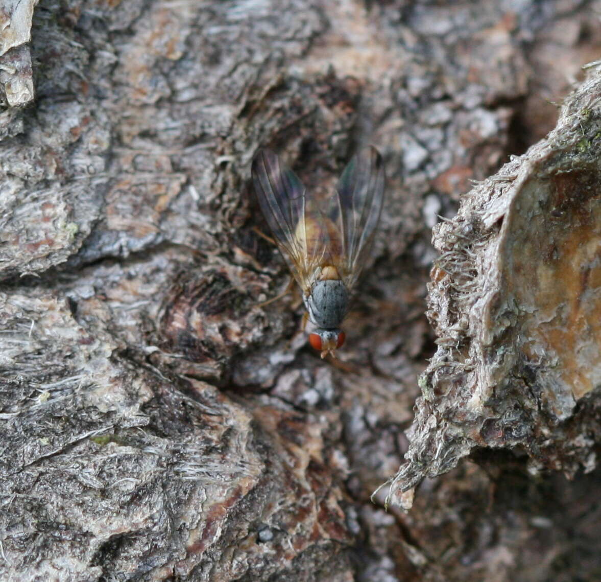 Image of Palloptera ustulata Fallen 1820