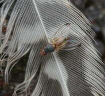 Image of Palloptera ustulata Fallen 1820