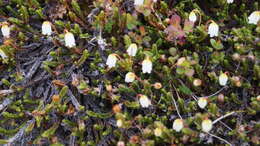 Image of white arctic mountain heather