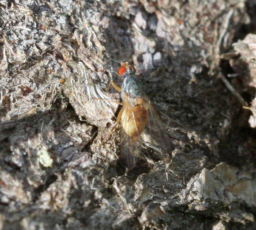 Image of Palloptera ustulata Fallen 1820