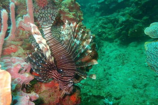 Image of Common lionfish