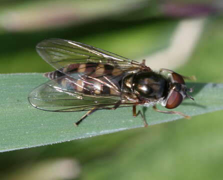 Image of <i>Platycheirus tarsalis</i>