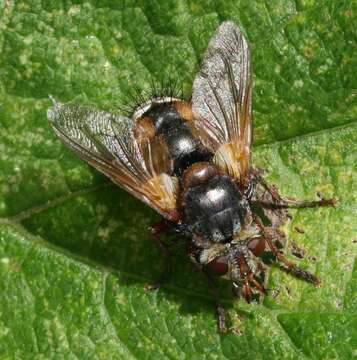 Image de Tachina fera (Linnaeus 1761)