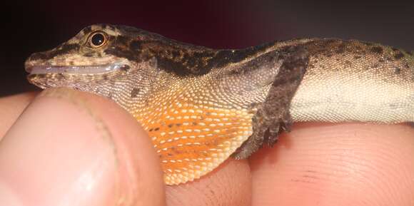 Image of Anolis ocelloscapularis (Köhler, Mccranie & Wilson 2001)