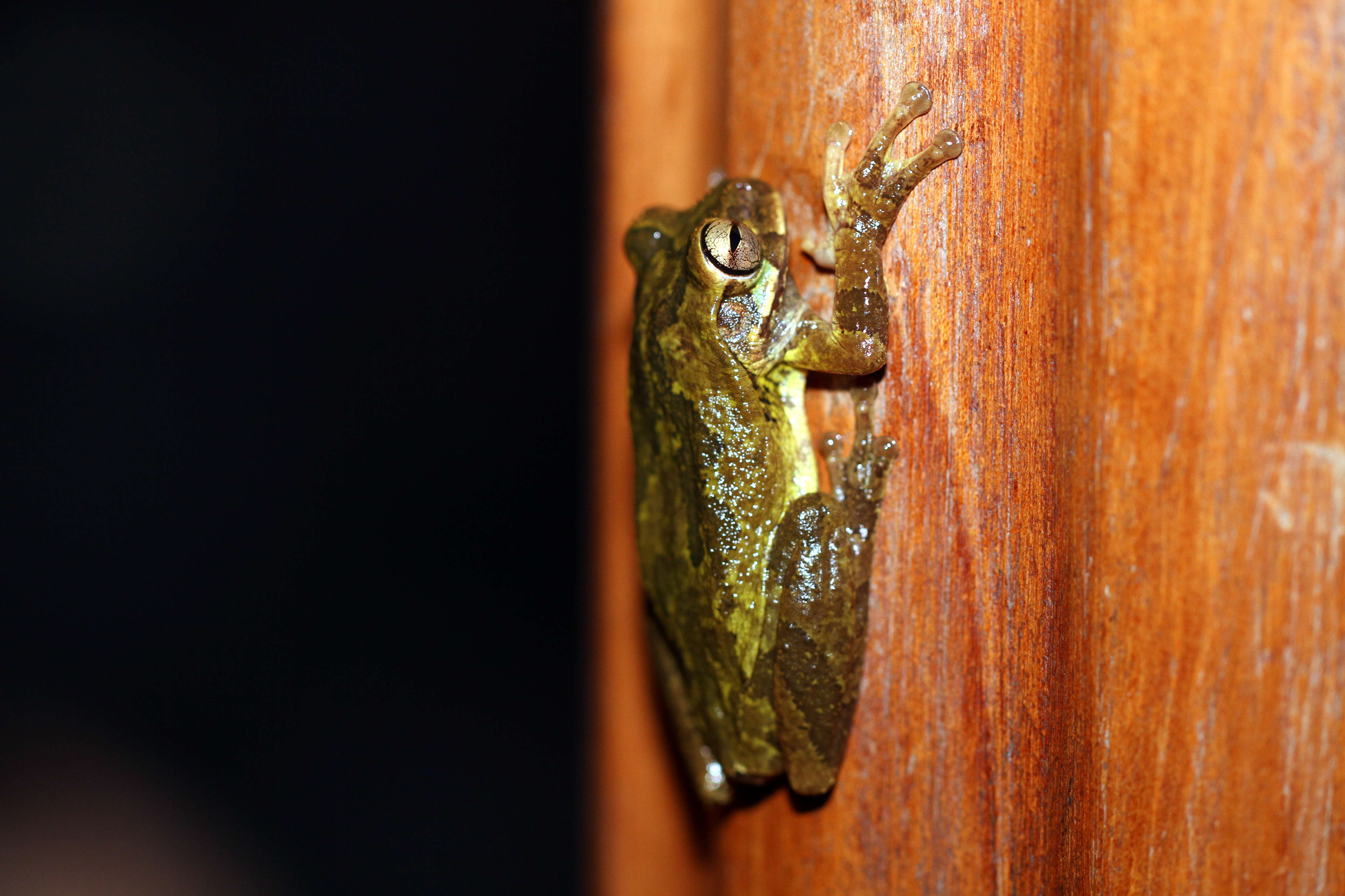 Image of Baudin's Treefrog