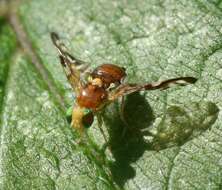 Image of Celery Fly