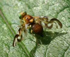 Image of Celery Fly