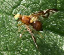 Image of Celery Fly