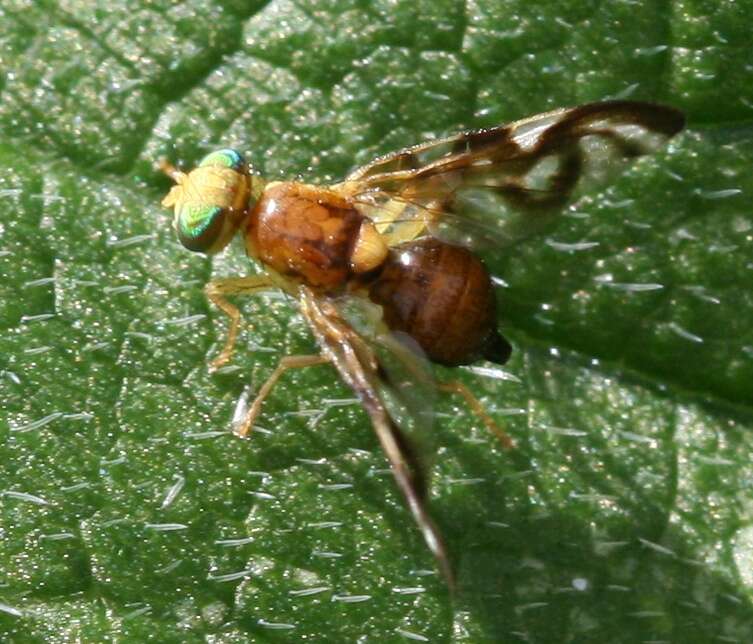 Image of Celery Fly