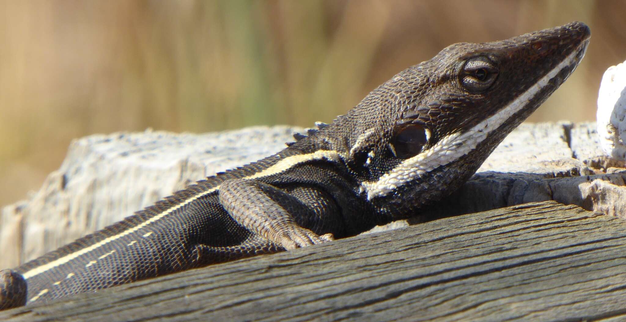 Image of Long-nosed Water Dragon