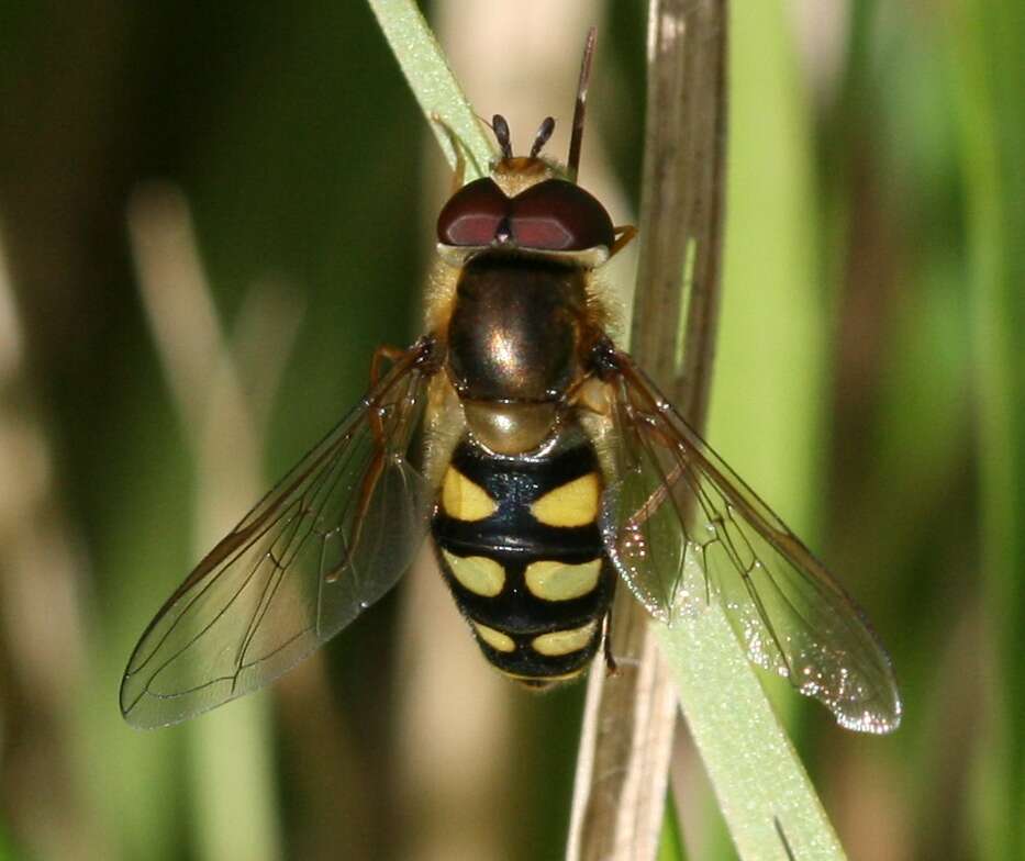 Image of Eupeodes luniger (Meigen 1822)