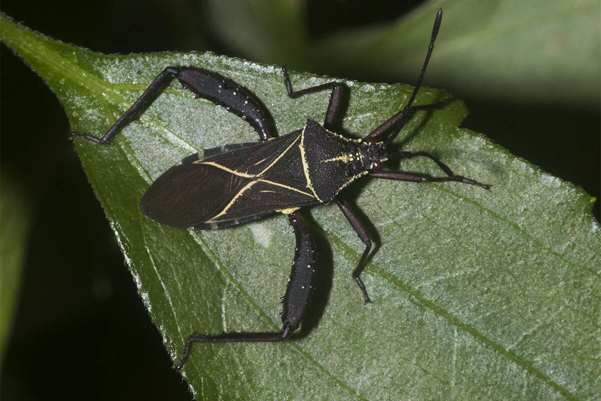 صورة Acanthocerus crucifer Palisot de Beauvois 1818