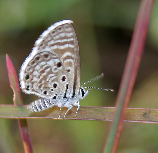 Image of African babul blue