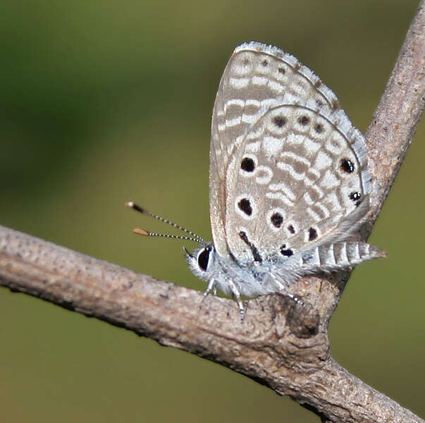 Image of African babul blue