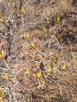 Imagem de Pleradenophora bilocularis (S. Watson) Esser & A. L. Melo