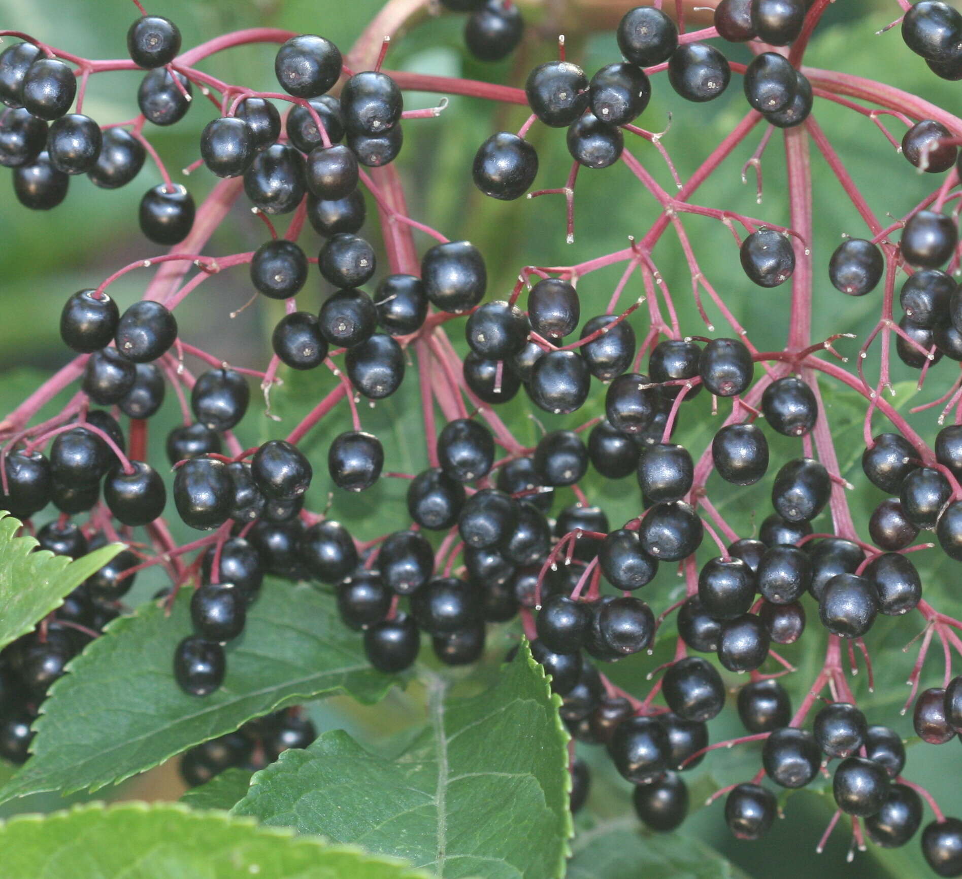 Imagem de Sambucus nigra L.