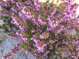 Image of Erica uberiflora E. G. H. Oliver