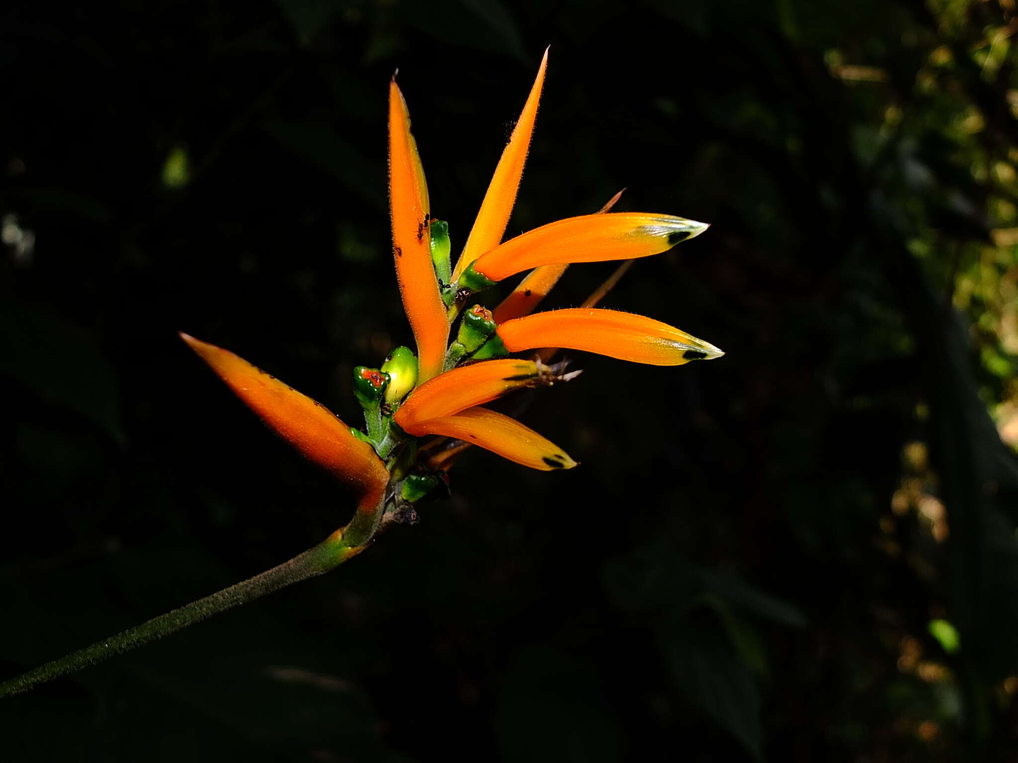 Image of Heliconia hirsuta L. fil.