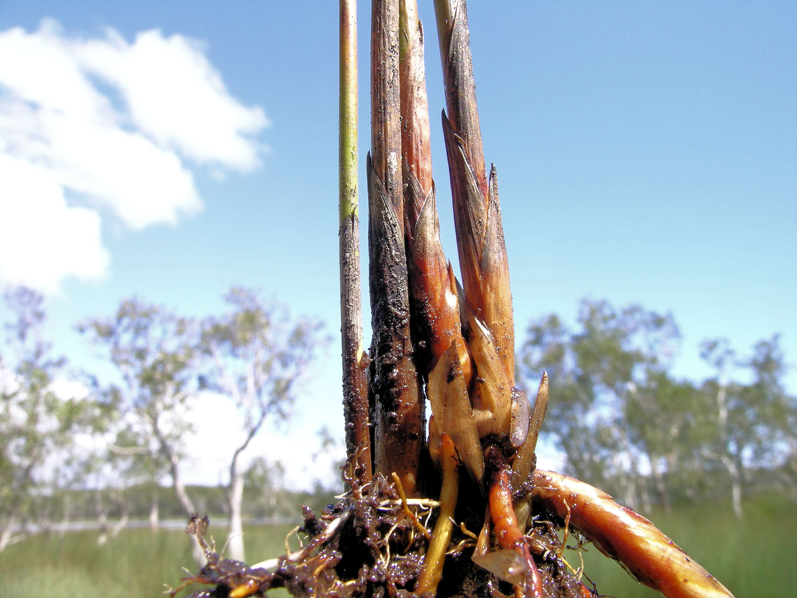 Imagem de Machaerina juncea (R. Br.) T. Koyama