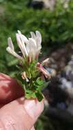 Image de Trifolium clypeatum L.