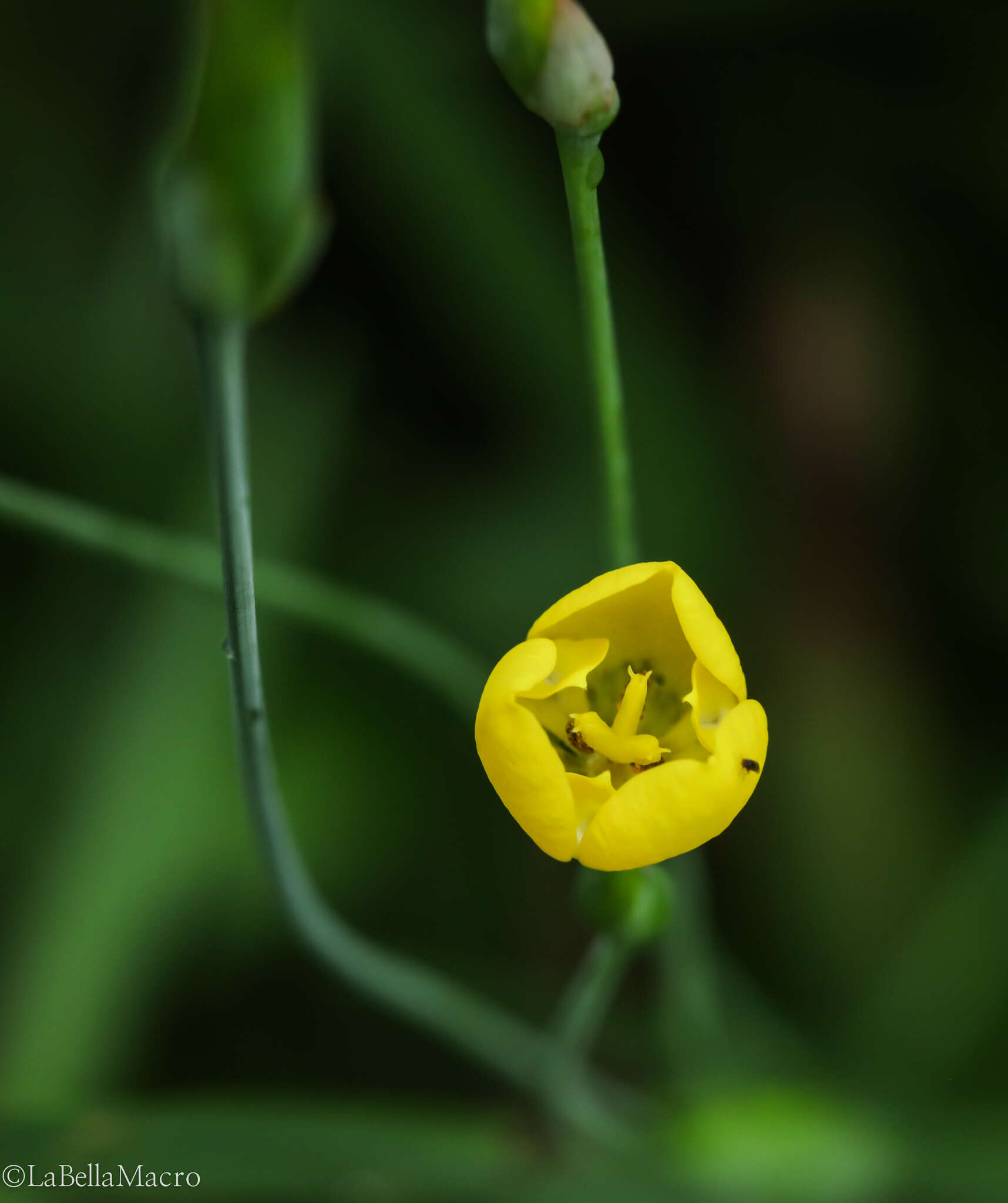 صورة Trimezia martinicensis (Jacq.) Herb.