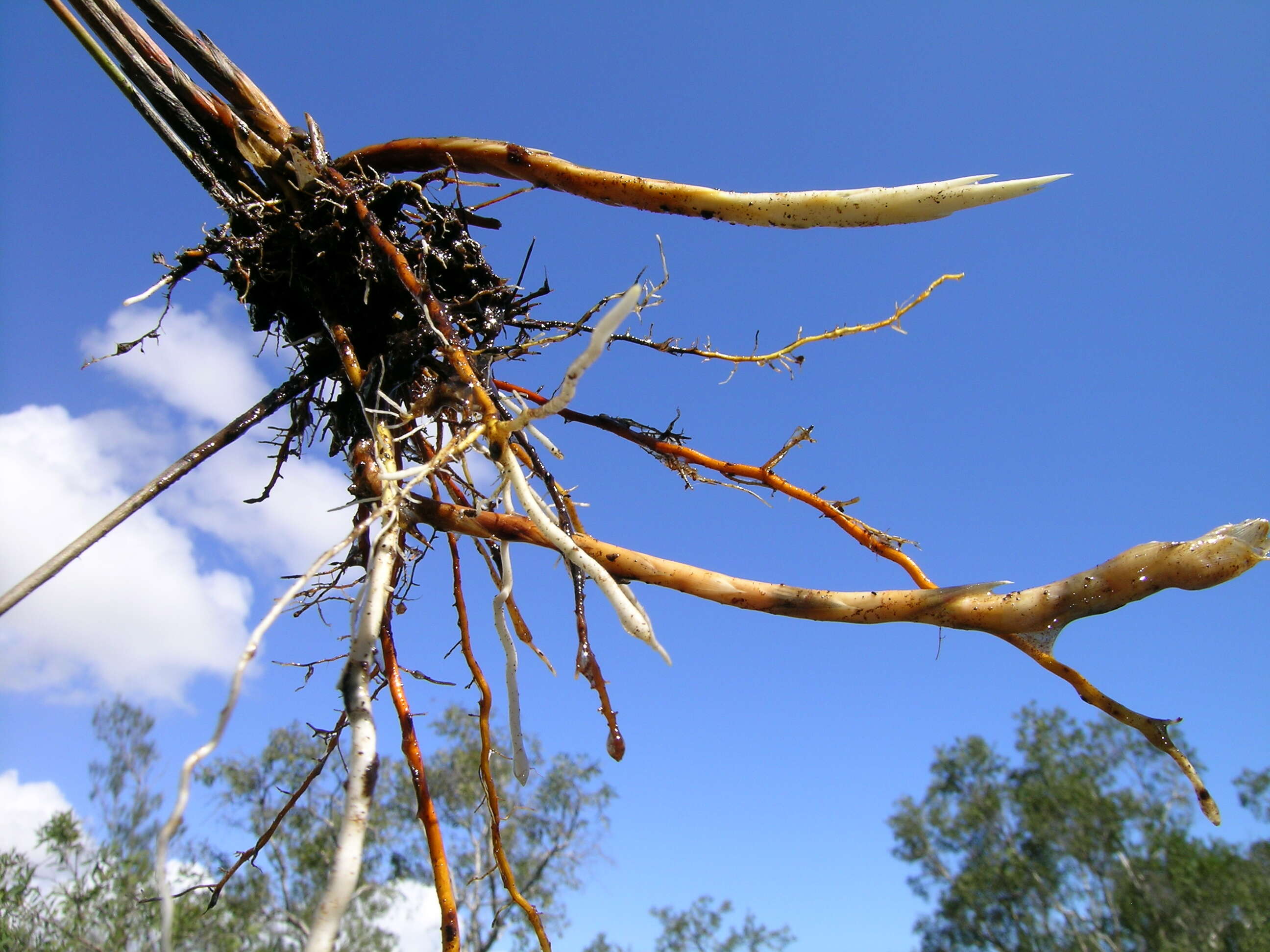 Imagem de Machaerina juncea (R. Br.) T. Koyama