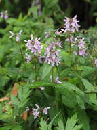 Image of Stachys riederi var. hispidula (Regel) H. Hara