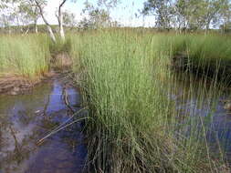 Imagem de Machaerina juncea (R. Br.) T. Koyama