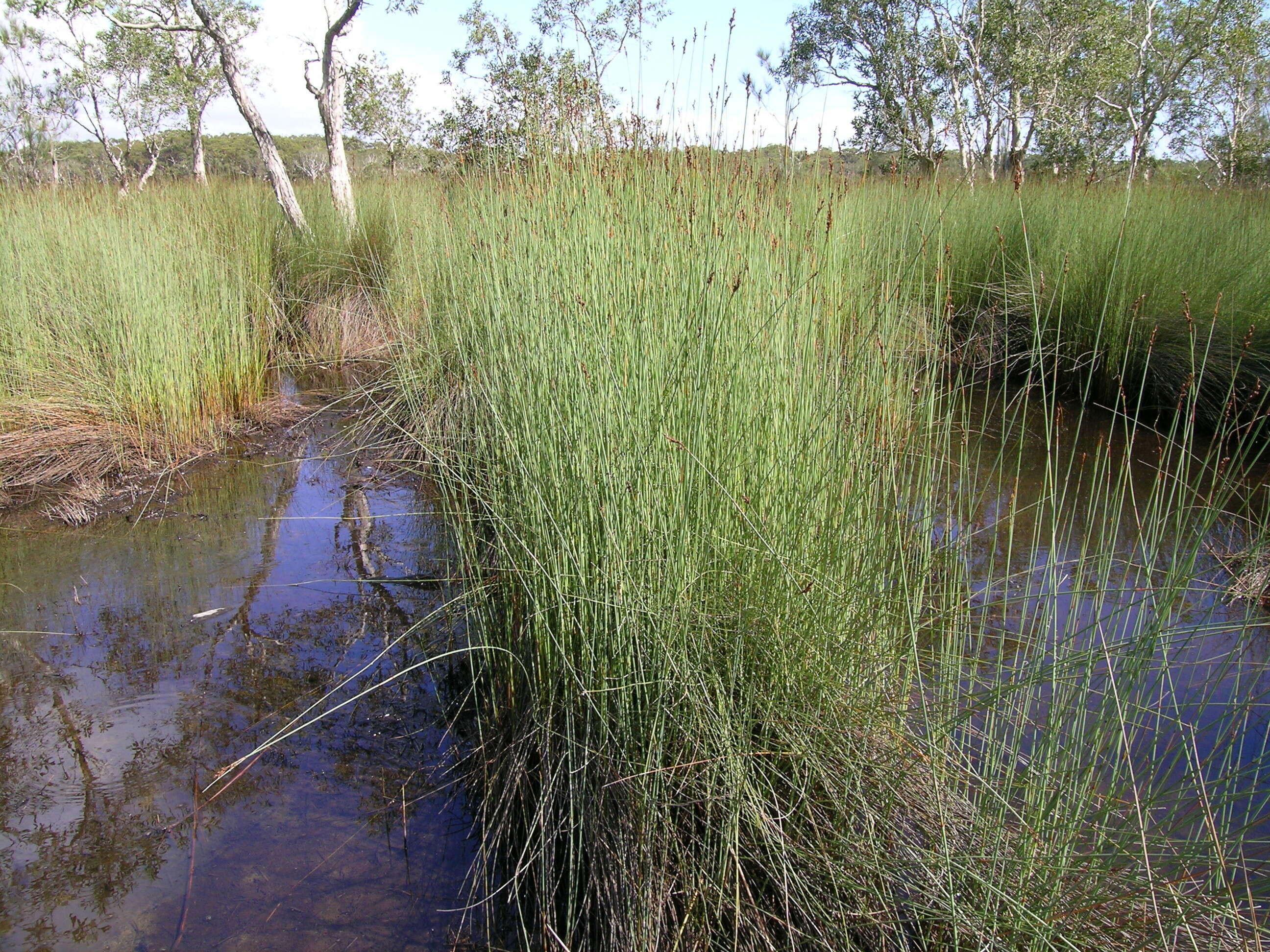 Imagem de Machaerina juncea (R. Br.) T. Koyama