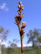 Imagem de Machaerina juncea (R. Br.) T. Koyama