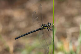 Image of Eusynthemis rentziana Theischinger 1998