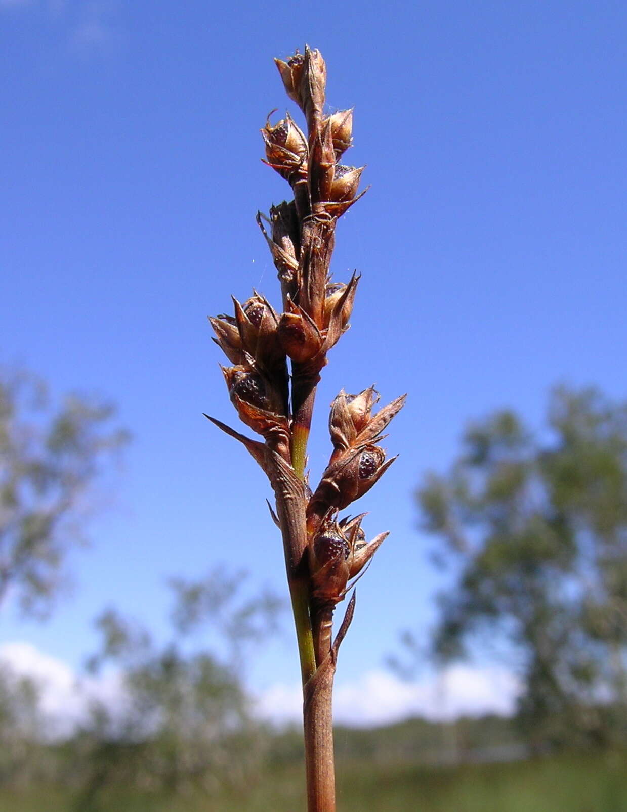 Imagem de Machaerina juncea (R. Br.) T. Koyama